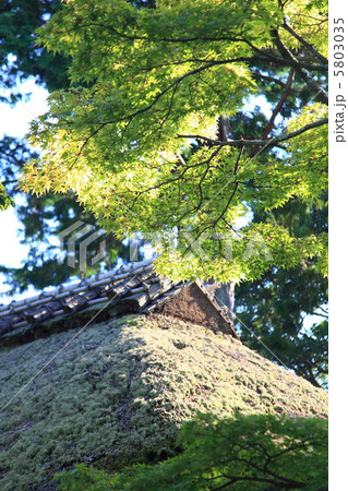 青もみじと藁葺き屋根 5803035