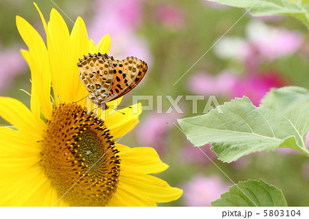 ツマグロヒョウモンとヒマワリ ツマグロヒョウモンとヒマワリ 5803104