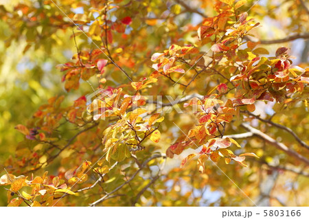 紅葉 サルスベリ 紅葉 サルスベリ 5803166