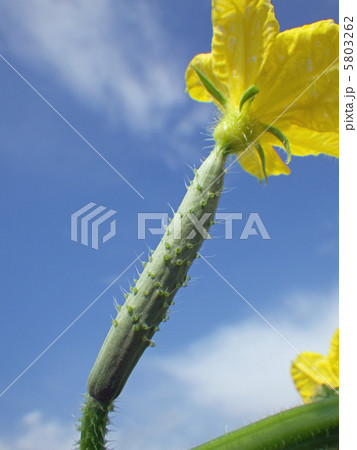 キュウリ キュウリ 5803262