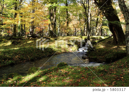 秋の森林 秋の森林 5803317