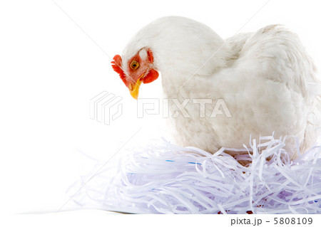 Hen in nest 5808109