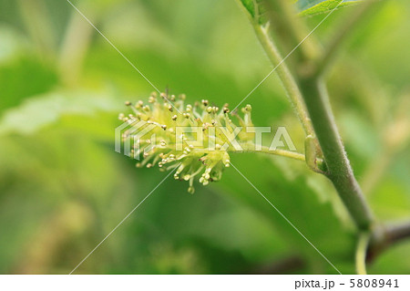 クワの花（雄花） 5808941