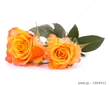 Two orange roses 5809412