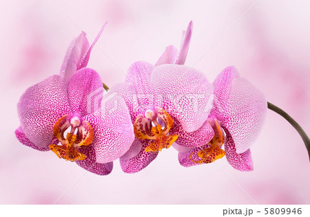 beautiful orchid on pink blured background beautiful orchid on pink blured background 5809946