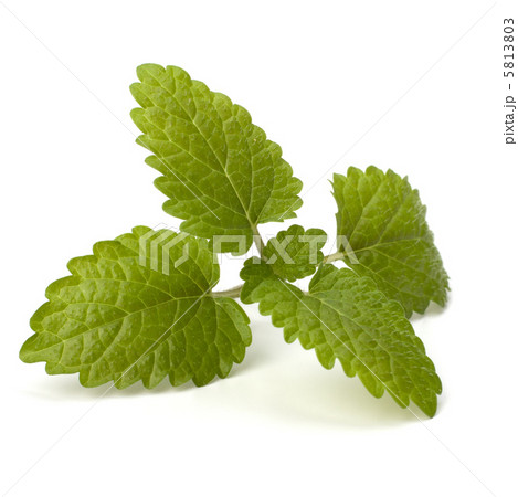 Bergamot mint Bergamot mint 5813803