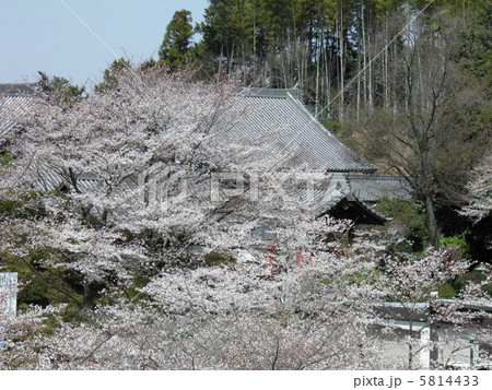 安部文殊院 本堂と桜 安部文殊院 本堂と桜 5814433