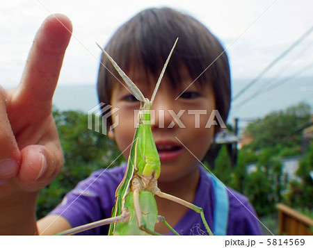 ショウリョウバッタを触る子供の写真素材