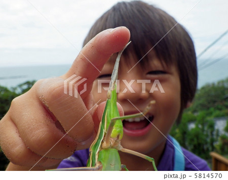 ショウリョウバッタを触る子供の写真素材