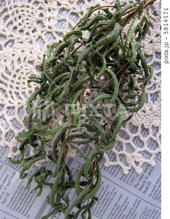 ドライハーブとレース編み　レモンバーベナ 5814571