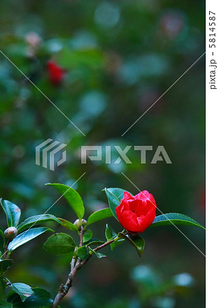 山茶花 5814587