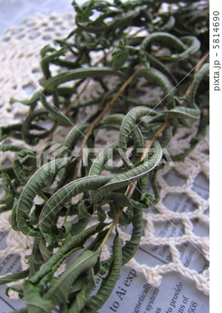 ドライハーブ　レモンバーベナ 5814690