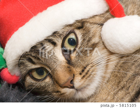 Small kitten in a cap the Santa Claus Small kitten in a cap the Santa Claus 5815105