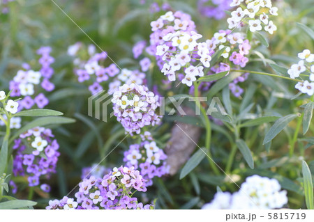 スイートアリッサム 花 スイートアリッサム 花 5815719