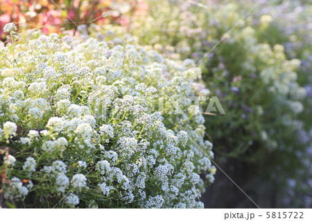 スイートアリッサム 花 スイートアリッサム 花 5815722