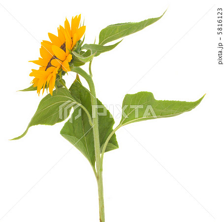 sunflower 5816123