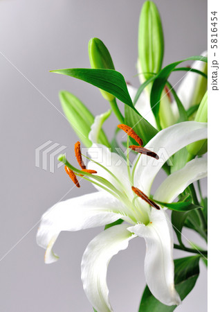 百合 百合 5816454