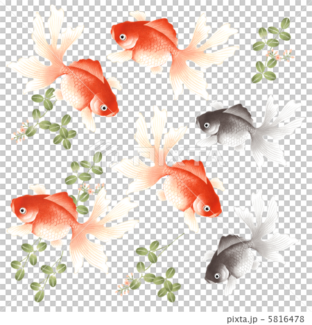 金魚和水生植物 5816478