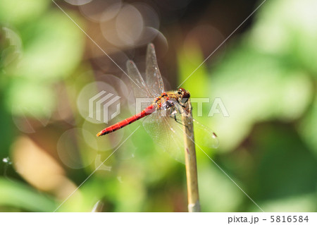 水辺のアキアカネのオス 水辺のアキアカネのオス 5816584