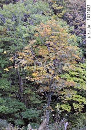 薄紅の紅葉 5816625