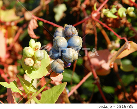 イシミカワの実 5816739