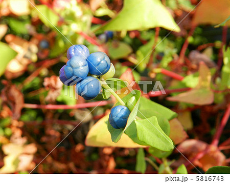 イシミカワの実 5816743