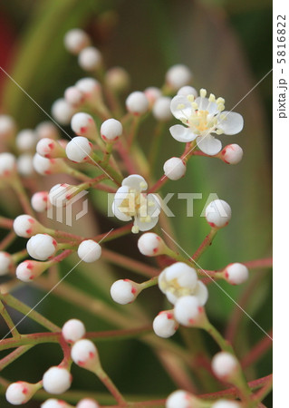 レッドロビンの花の写真素材