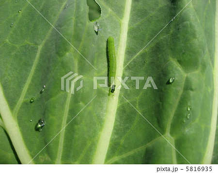 キャベツと青虫 5816935