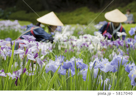 菖蒲田としょうぶ娘 5817040