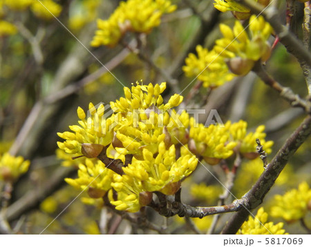 サンシュユ 5817069