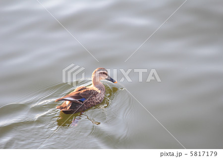 カルガモ 5817179