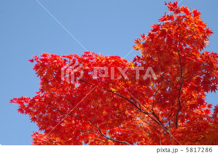 もみじの紅葉　中島公園 5817286