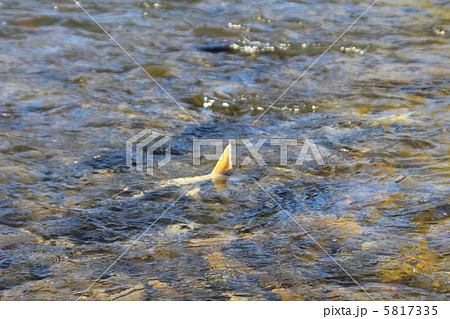 川に戻った鮭 川に戻った鮭 5817335