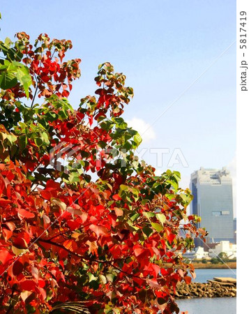 ハゼノキの紅葉と大阪スカイビル 5817419