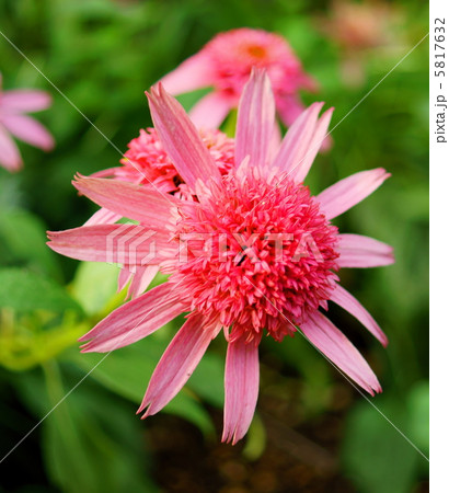 エキナケア 花言葉 やさしさ Echinacea Purpureaの写真素材 エキナケア 花言葉 やさしさ Echinacea Purpureaの写真素材