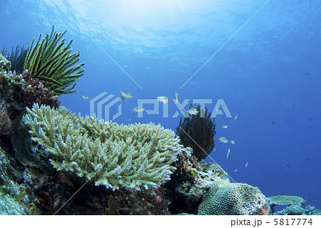 青い海とサンゴと小魚 青い海とサンゴと小魚 5817774