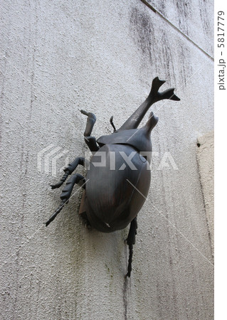 カブトムシ カブトムシ 5817779
