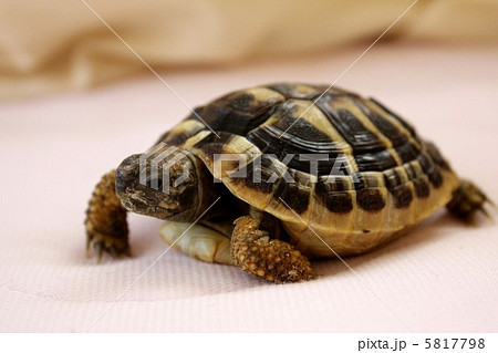 ヘルマン陸亀 ヘルマン陸亀 5817798