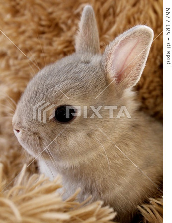 ネザーランドドワーフ ネザーランドドワーフ 5817799