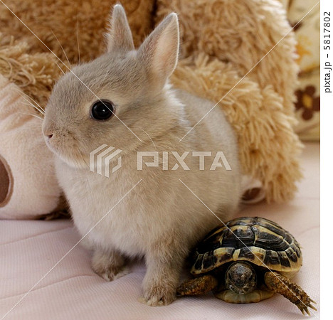 うさぎとかめ 5817802