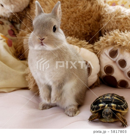 うさぎとかめ 5817803