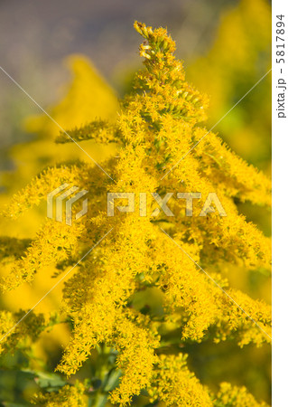 セイタカアワダチソウ　（千葉県） 5817894