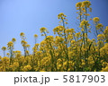 菜の花と空 5817903