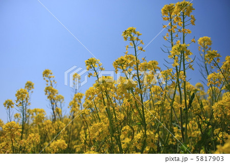 菜の花と空 5817903