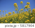 菜の花と空 5817904