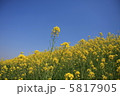 菜の花と空 5817905