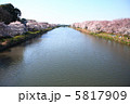 川の畔の桜 5817909