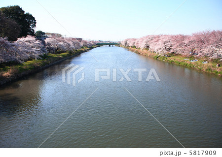 川の畔の桜 川の畔の桜 5817909