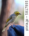鳥 5817935