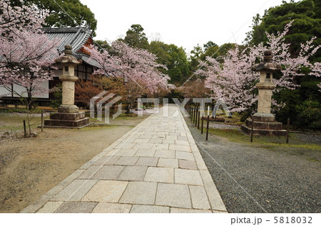 京都　光明寺の春 5818032